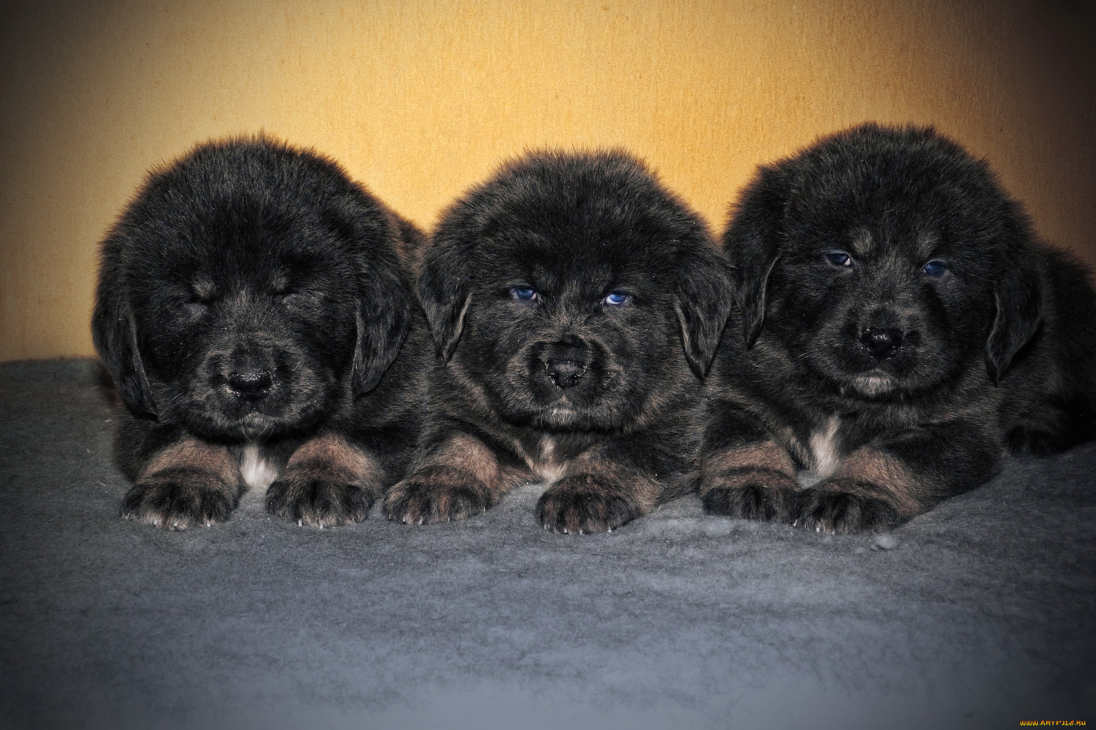 Обои Тибетский мастиф Животные Собаки, обои для рабочего стола, фотографии тибетский  мастиф, животные, собаки, собака, тибетский, мастиф Обои для рабочего  стола, скачать обои картинки заставки на рабочий стол.